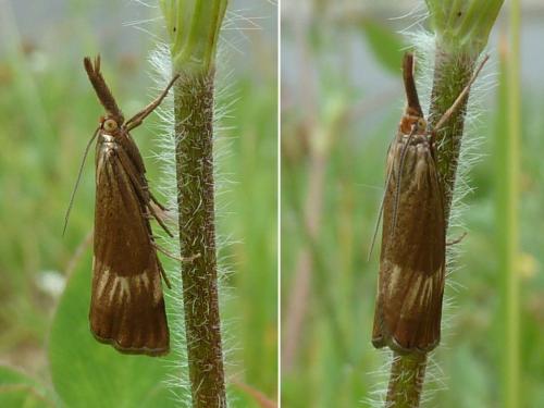 Réf. 184 644 : Chrysocrambus linetella